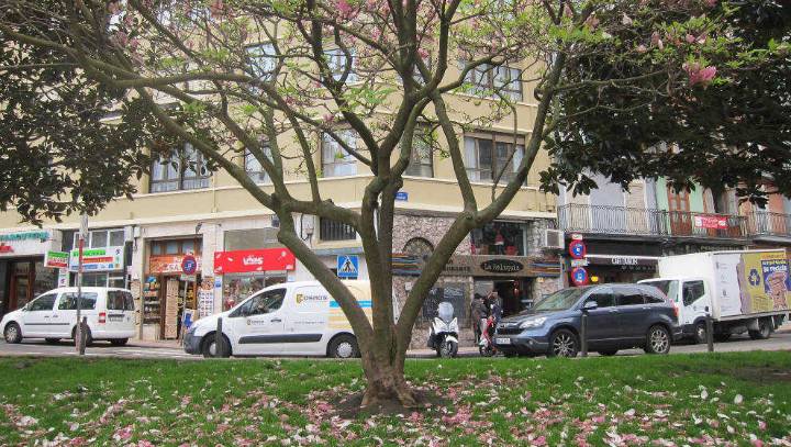 La poda del arbolado provocará cortes temporales de tráfico en varias calles