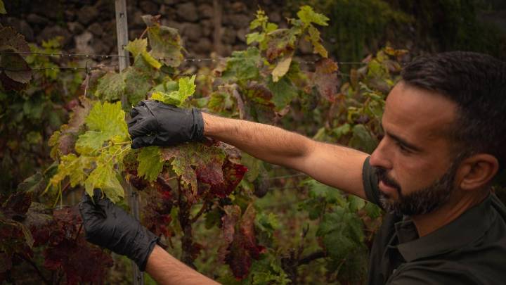 Canarias intensifica la vigilancia tras detectar posibles síntomas de filoxera en una viña de Candelaria