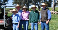 Boomey Park's continual improvement in Merinos and Simmentals