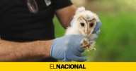 Lechuzas en Montjuïc, el remedio contra los roedores