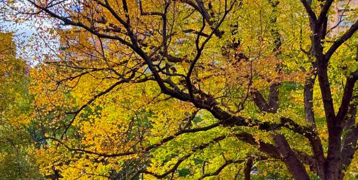 The Leaves Are Showing Off Their Colors in Central Park Near West 72nd Street: See It