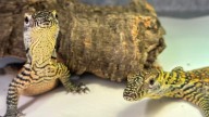 Rare baby Komodo dragons hatch at U.S. zoo for only the second time in 95 years