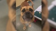 Florida Shelter Dog Finds Love, Then Faces Heartbreak When Her Family Brings Her Back