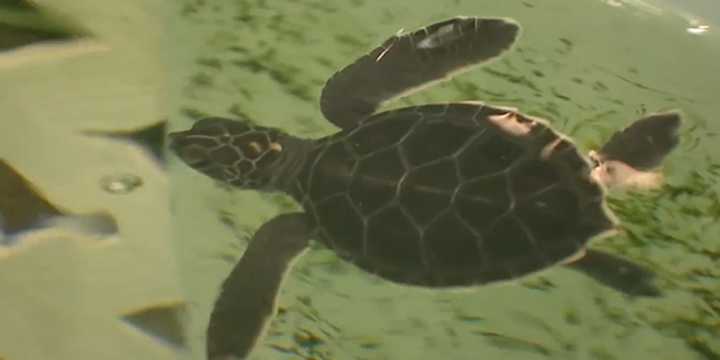 Baby sea turtles washed ashore in Florida due to massive waves from hurricanes Humberto, Imelda