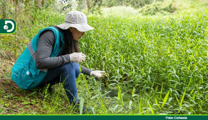 Avanza la recuperación ecológica del humedal Abreo Malpaso en Rionegro: siembran más de 6.000 plantas