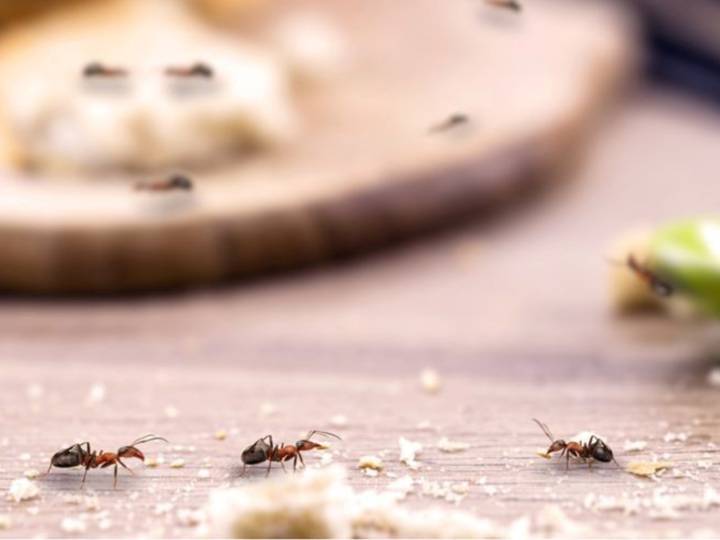 Cómo espantar las hormigas con café y pimentón