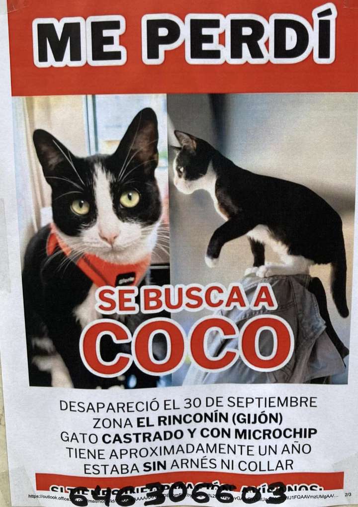 Buscan a un gato desaparecido en la Zona de El Rinconín, en Gijón