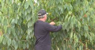 Okanagan cherry growers celebrate bumper crop