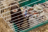 Scores of animals found at infested New York home where 95