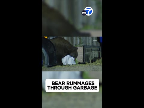 Bear rummages through garbage in Altadena
