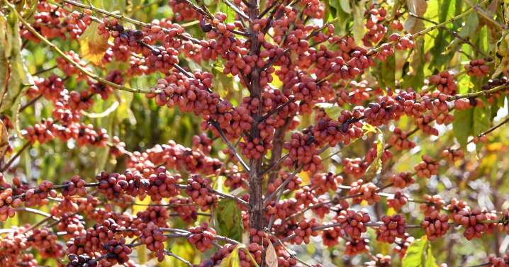 Coffee-driven deforestation is making it harder to grow coffee, watchdog group says