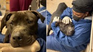 Pennsylvania Dog Saved From Cruelty Finally Feels Safe Enough To Let Go