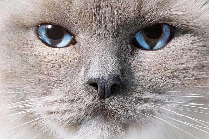 Stunning Cat Photos Reveal Feline Science