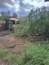 Powerful storm uproots trees, wreaks havoc in Tempe, Phoenix