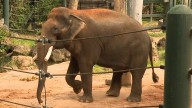 Perth Zoo’s last elephant Putras Mas almost ready to pack his trunk and head to South Australia