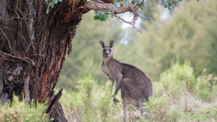 Poison warning 
                                            Premium
                                          Conservationist urge caution after bunny bait kills kangaroo