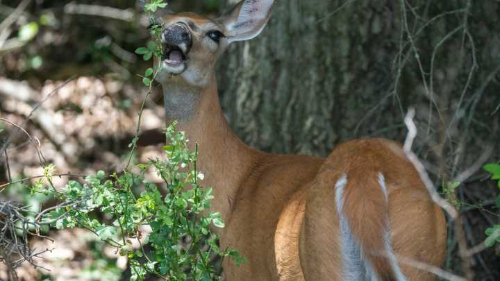 What happens to dead deer on the road and what to do if you see one