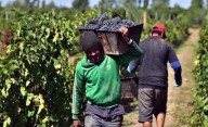 Viñateros mendocinos alertan por la crisis: “al borde de la desaparición”