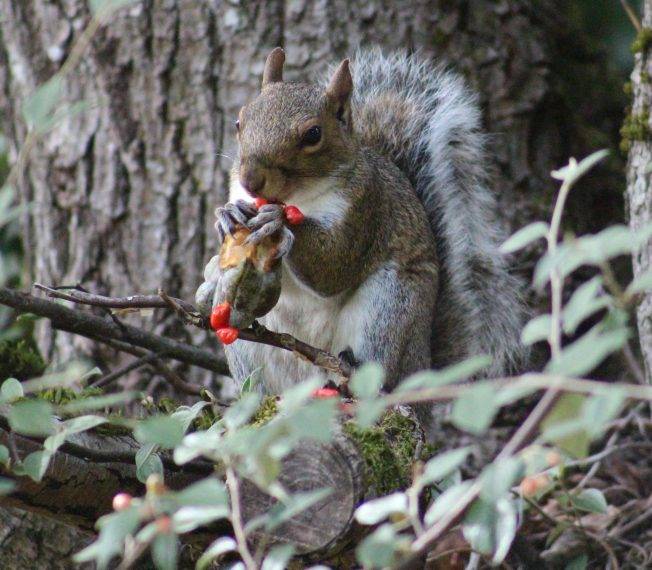 West Seattle Blog… | Consoling the Mariner Moose, plus making art, playing games, more for your West Seattle Wednesday