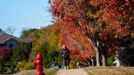 Red, orange, oh my! See the colorful fall leaves around Iowa City
