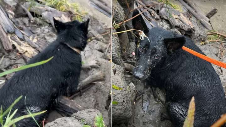 Missouri Park Passerby Stunned As Pregnant Dog Is Heartlessly Discarded From Moving Vehicle