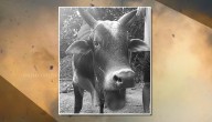 Bull’s Diwali Nightmare: Crackers Explode In Mouth, Animal Fights For Life At Cattle Shelter