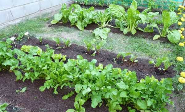 Noviembre, el mes ideal para sembrar alimentos en Argentina