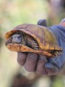 Reubican 267 animales y 953 plantes por carretera Bavispe