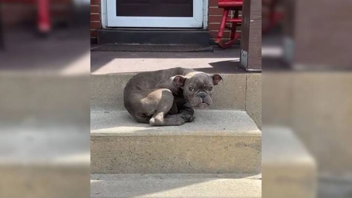 Missouri Family Finds Terrified Puppy On Their Porch And What Happens Next Breaks Their Hearts