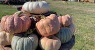 Don't trash, give treat: Bell County shelter wants your pumpkins