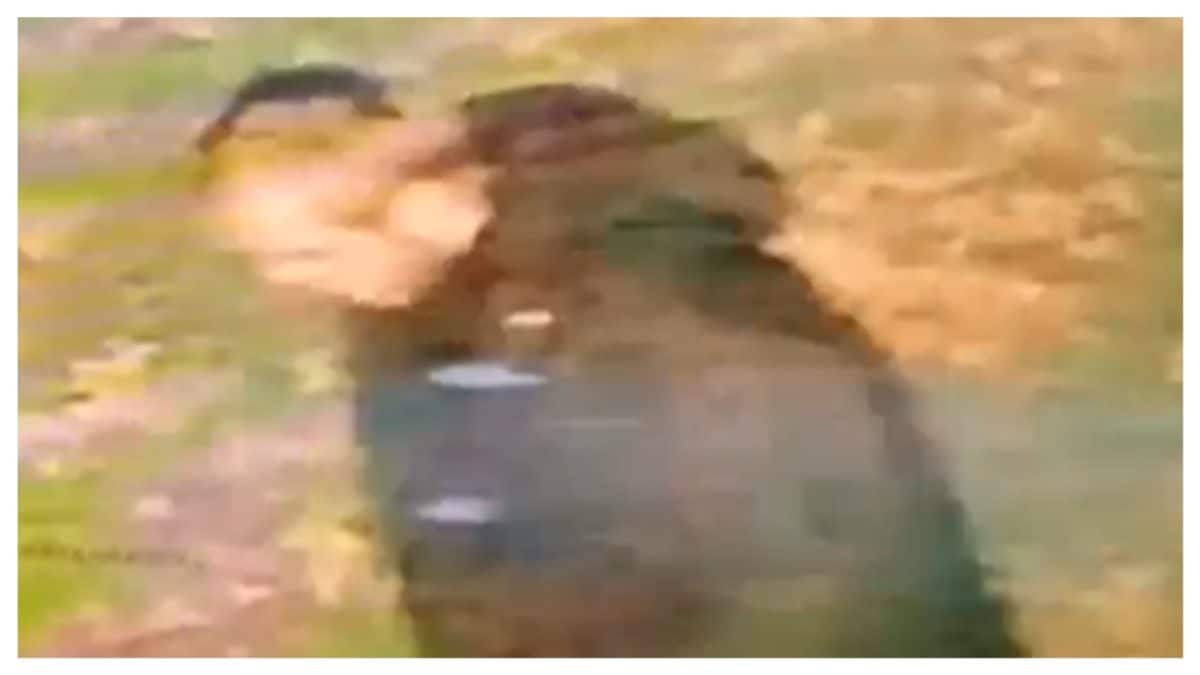 Man Accused Of Raping 20-Year-Old Indian-Origin Woman In UK Held After Manhunt