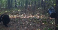 Authorities shoot and kill black bear believed to have fatally mauled man in Arkansas
