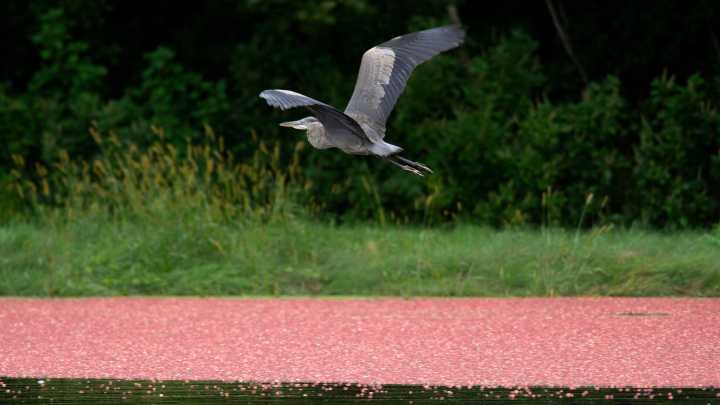 Explore a cranberry tour at these 5 places on the Cape