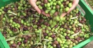 Advierten sobre subidas de precio si se retira aceite de oliva del mercado