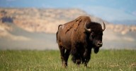 Montana governor, federal delegation send letter to Interior targeting American Prairie