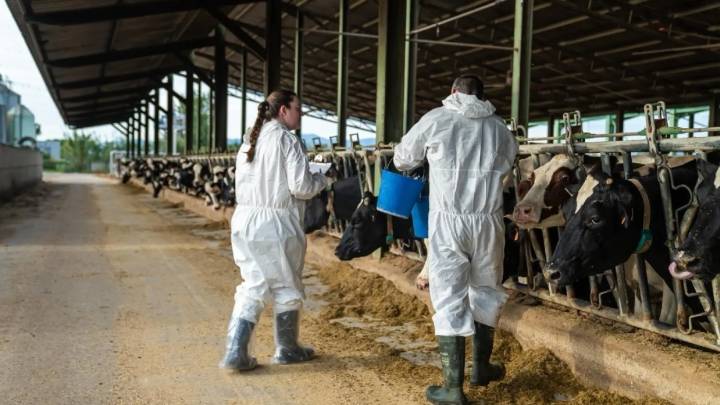 Confirmados seis focos nuevos de Dermatosis Nodular en otras seis granjas de vacas de Girona