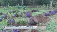Wild hogs damage SFA blueberry patch in search of water resources