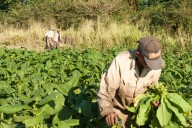 Una vida en las sombras de los campos de Carolina del Norte