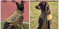 2 local agencies receive protective vests for K9 units