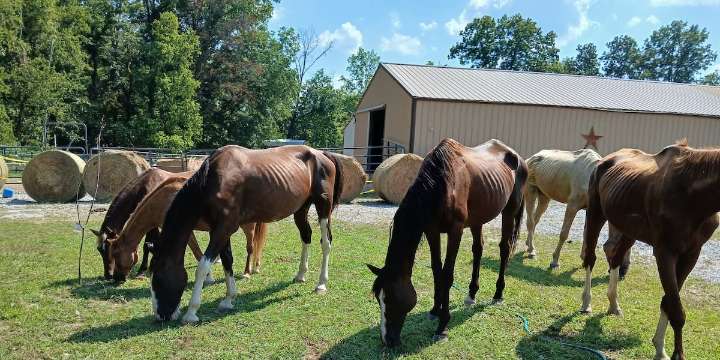 Cincinnati Animal CARE is raising funds for horses seized in animal cruelty case