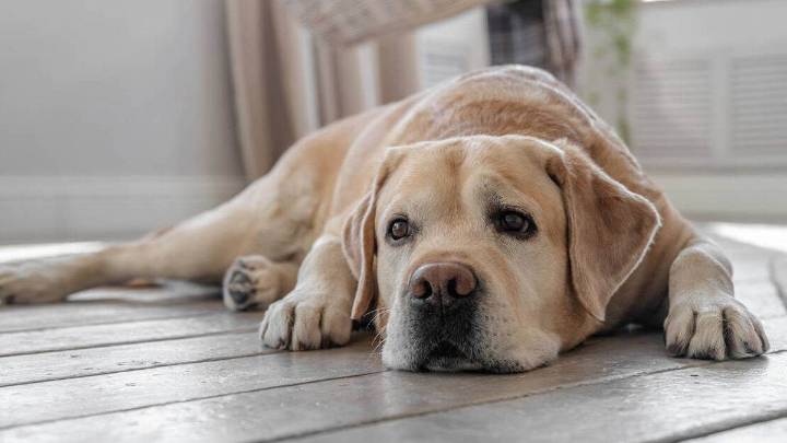 ¿Cuántas horas puede quedarse un perro solo en casa sin sufrir secuelas? La recomendación de expertos