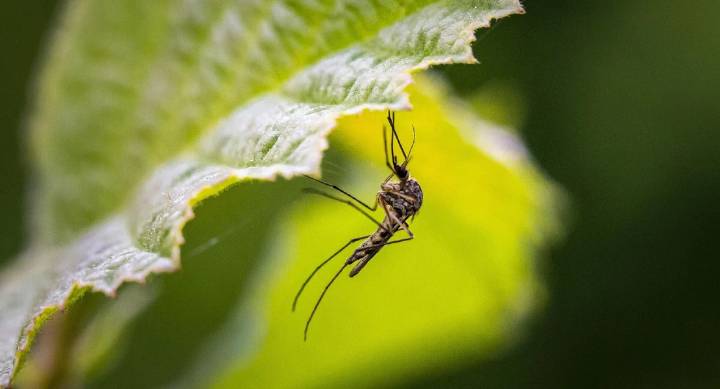 Confirman el caso 25 de fiebre del Nilo en Extremadura, que ya ha dejado 4 fallecidos