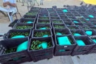 Hallan entre chiles una tonelada de droga