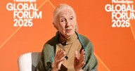 Chimpanzee Whisperer Jane Goodall Dies at Age 91