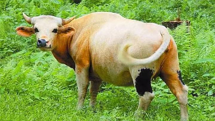 Foot and Mouth Disease hits Mithuns, JE confirmed in pigs in Arunachal’s West Siang