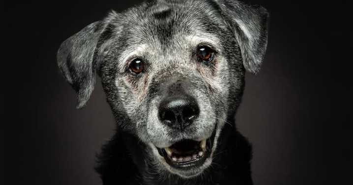 30 Touching Photos Of Senior Dogs Celebrating Love And Loyalty, Taken By Christian Vieler