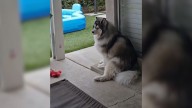 Husky From California Sits In His Sister’s Favorite Spot And The Truth Reveals A Heartbreaking Memory