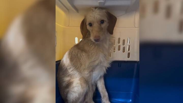 Dog Rescued From Cramped Trailer In Texas Begins Emotional Journey Toward Healing