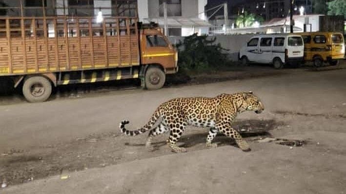 Deepfake Danger: AI-Generated Leopard Videos Disrupt Life In Nashik