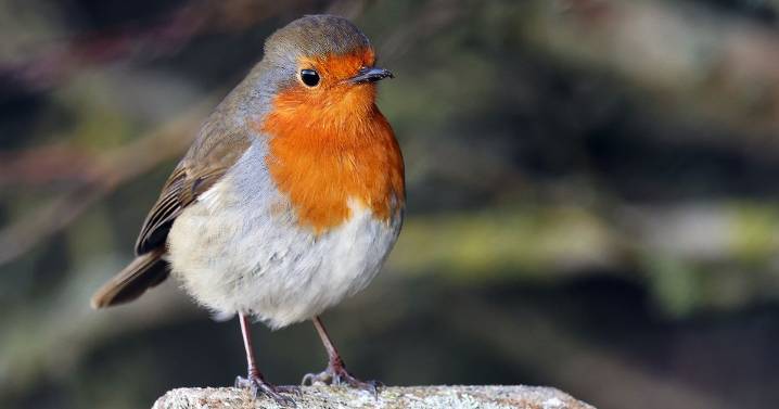 UK households urged to help save species disappearing from gardens this Autumn